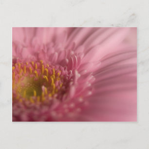 Rosa Gerbera ・ vykort