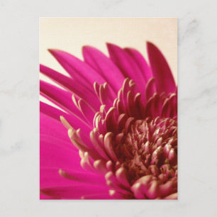 Rosa Gerbera vykort