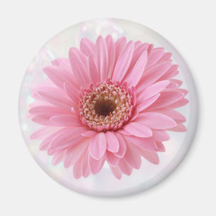 Rosa Gerberakylmagnet Magnet