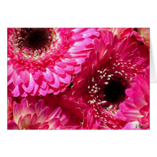 Rosa Gerberas Hälsningskort