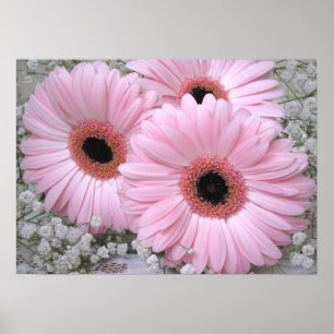 Rosa Gerberas Print Poster