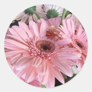 rosa gerberas runt klistermärke