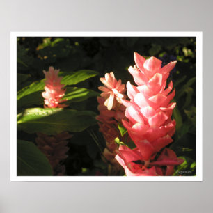Rosa Ginger No Maryann Tropical Poster Print