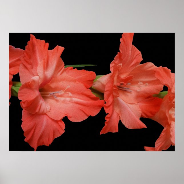 rosa gladiola poster (Framsidan)