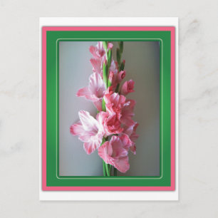 Rosa Gladiolus Vykort