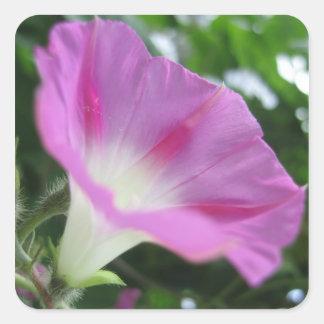 Rosa God morgon Glory Flower Fyrkantigt Klistermärke