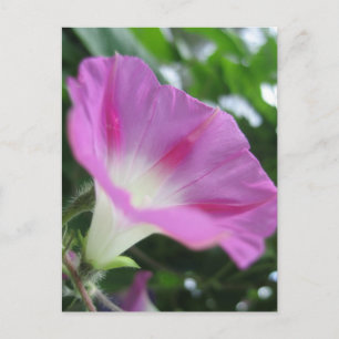 Rosa God morgon Glory Flower Vykort
