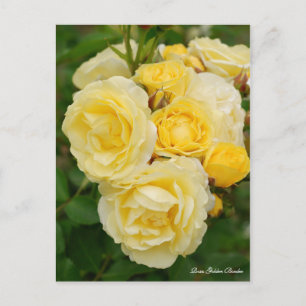 Rosa Golden Gräns [vykort] Vykort