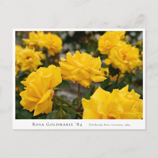 Rosa Goldmarie '84 Vykort (Framsida)