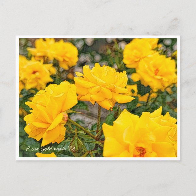 Rosa Goldmarie '84 Vykort (Framsida)
