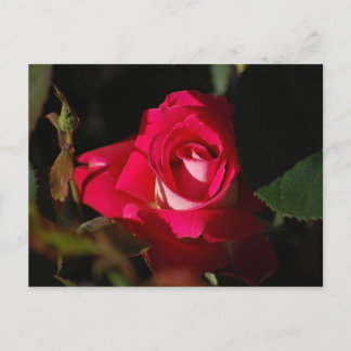 Rosa Gorgous Ro Flower vycard Vykort