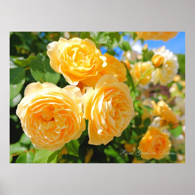 Rosa Graham Tomas [Värde Posterpapper] Poster (Framsidan)