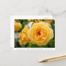 Rosa Graham Tomas Vykort