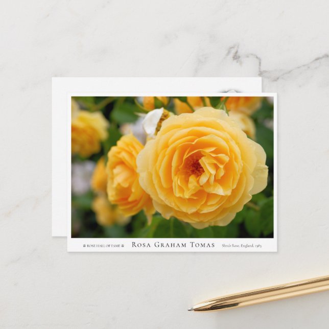 Rosa Graham Tomas Vykort (Fram/Back In Situ)