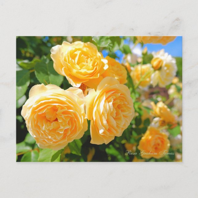 Rosa Graham Tomas [vykort] Vykort (Framsida)