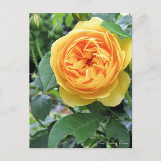 Rosa Graham Tomas:vykort Vykort (Framsida)