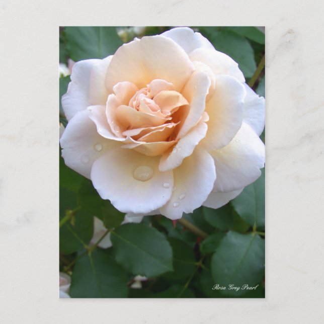 Rosa Grått Pearl [vykort] Vykort (Framsida)