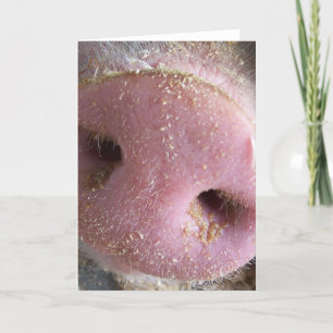 Rosa Gris näsa nära foto Kort