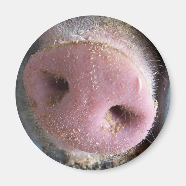 Rosa Gris näsa nära foto Magnet (Framsidan)