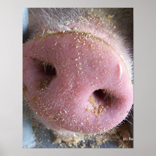 Rosa Gris näsa nära foto Poster (Framsidan)