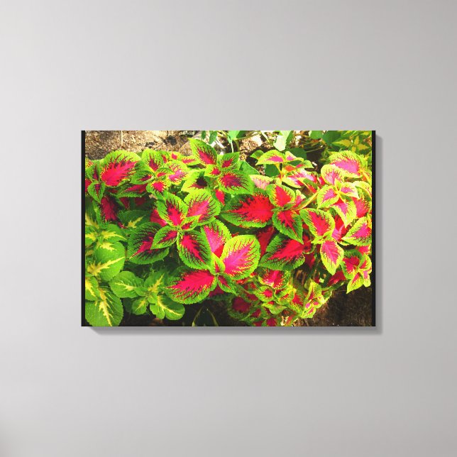 Rosa Grönt Coleus Tropical Canvas (Framsida)