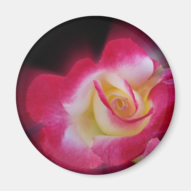 rosa gul ros magnet (Framsidan)