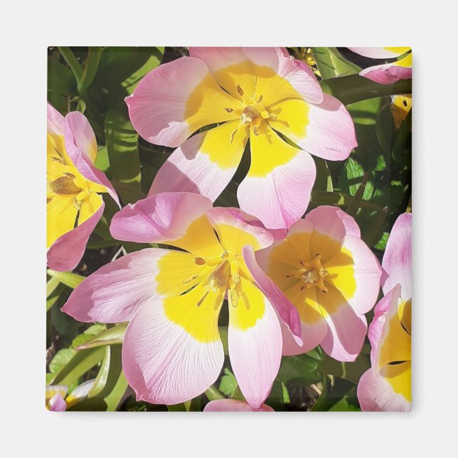 Rosa & Gula blommor Magnet (Framsidan)