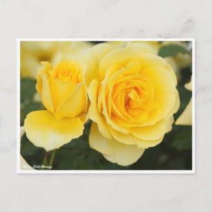 Rosa Guld Bunny Vykort