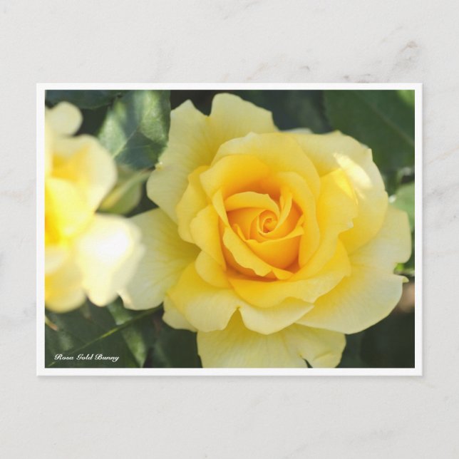 Rosa Guld Bunny Vykort (Framsida)