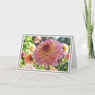 Rosa Gult Decorative Dahlia Close-Up Kort