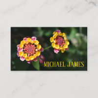 Rosa Gult Lantana Flower Blommigt Garden Photo
