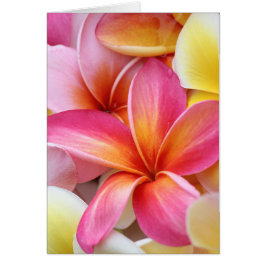 Rosa Gult Lila Plumeria Frangipani Flowers OBS Kort
