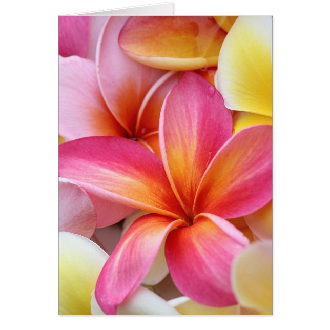 Rosa Gult Lila Plumeria Frangipani Flowers OBS Kort (Framsidan)