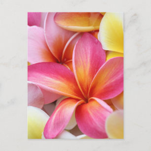 Rosa Gult Lila Plumeria Frangipani Flowers Vykort