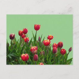 Rosa Gult Lila Tulips Cust.BG DIY Postcard Vykort