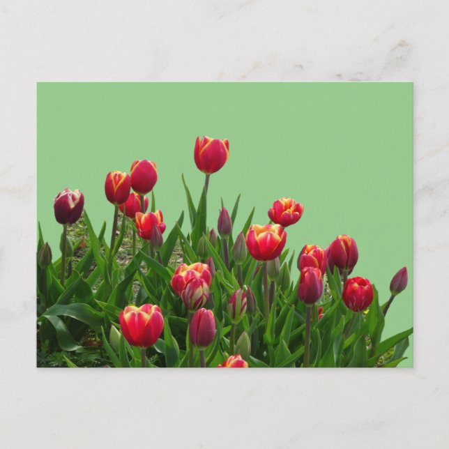 Rosa Gult Lila Tulips Cust.BG DIY Postcard Vykort (Framsida)