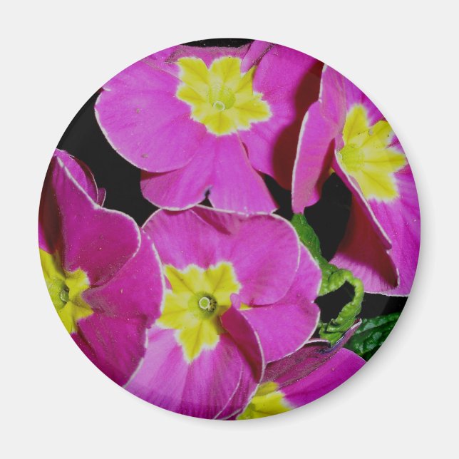 Rosa Gult Primrose Magnet (Framsidan)