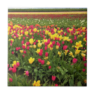 Rosa & Gult Tulips, Oregon Kakelplatta