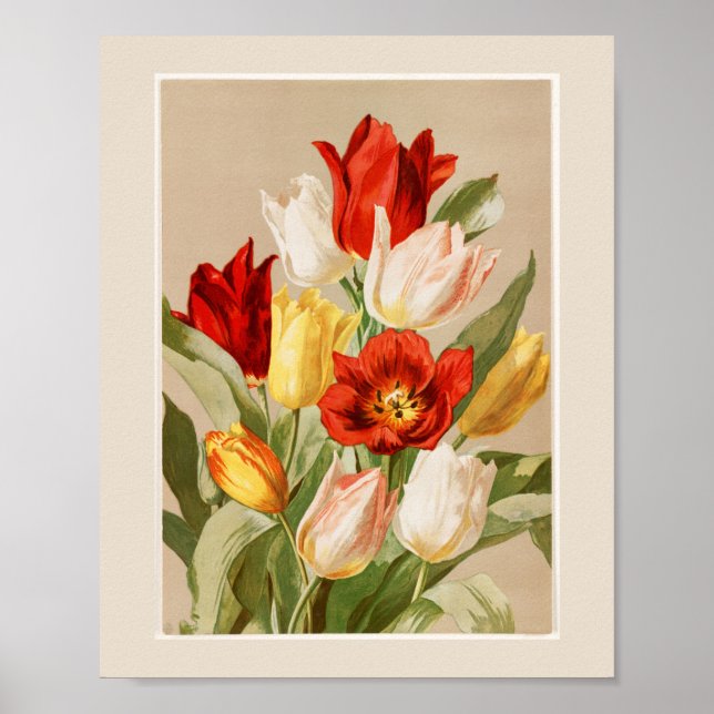 Rosa, Gult, vita och röda droppar Poster (Framsidan)