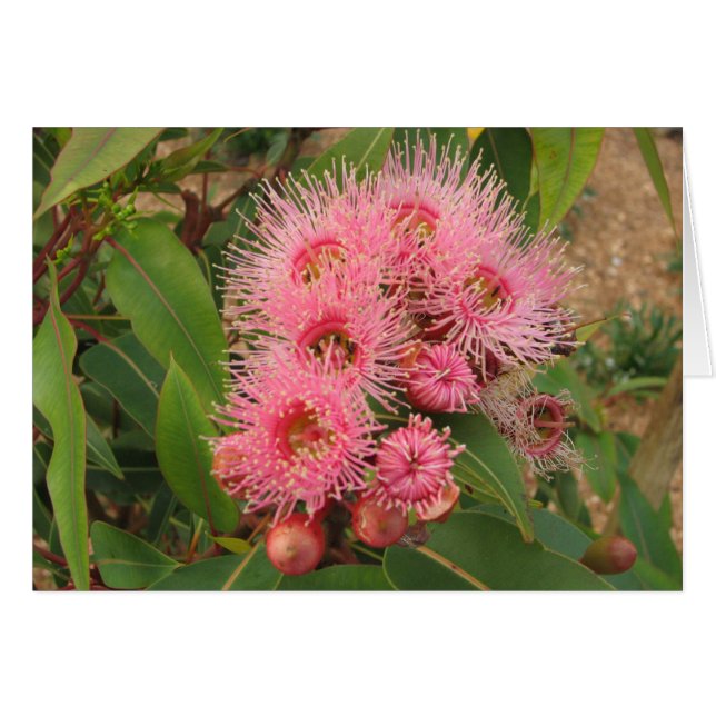 Rosa gummiblommor hälsningskort (Framsidan Horizontal)