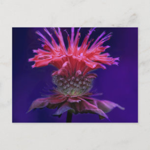 Rosa hallonvin Monarda blomma på lila Vykort