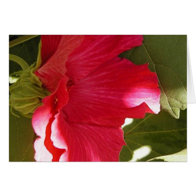 Rosa Hälsningskort (Framsidan Horizontal)