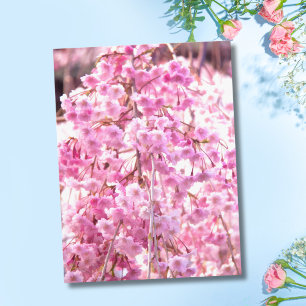 Rosa hängande pilträd vykort