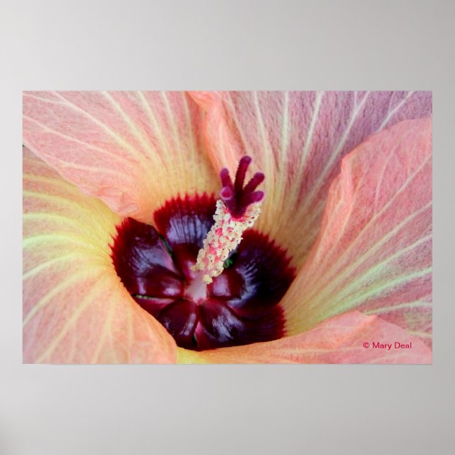 Rosa Hau Blommar Poster (Framsidan)