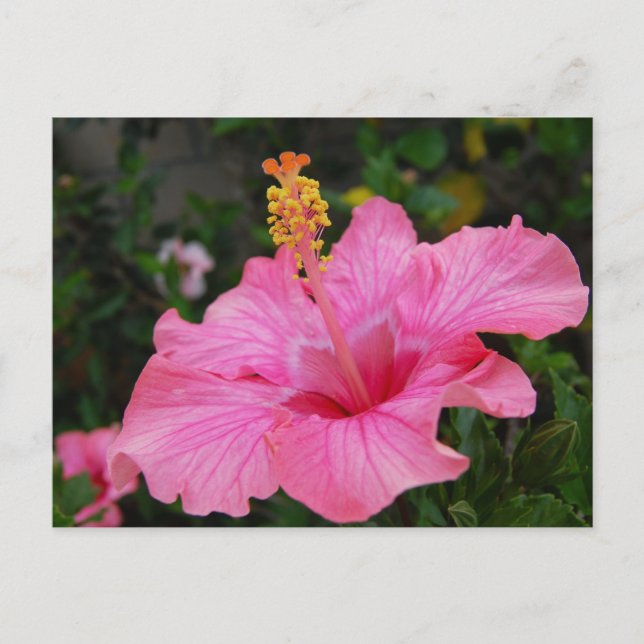Rosa Hawaii Hibiscus Vykort (Framsida)