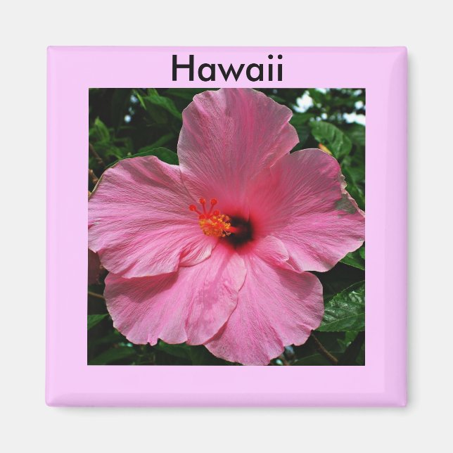 Rosa Hawaiian Hibiscus Magnet (Framsidan)