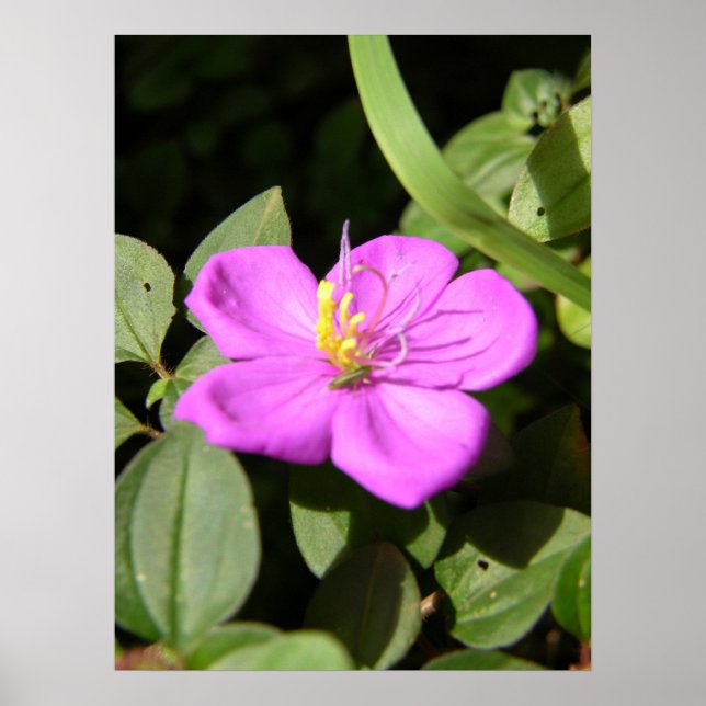 Rosa Hawaiian Plumeria Poster (Framsidan)