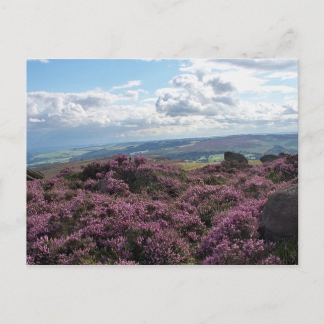 Rosa Heather och Blå himmel vykort (Framsida)