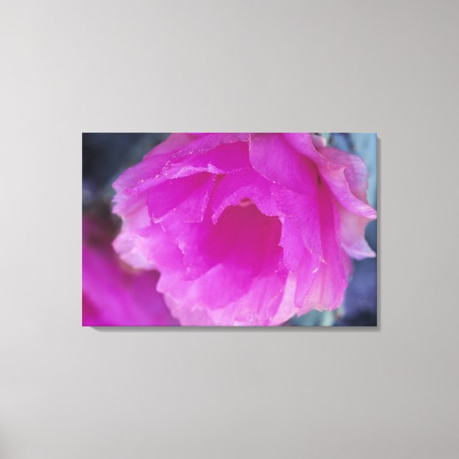 Rosa Hedgehog Cactus blommar (Echinocereus) Canvastryck (Framsida)