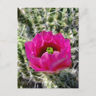 Rosa hedgehog cactus blomsamling vykort